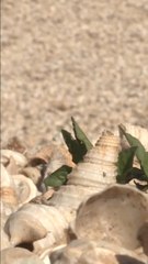 3000 Yıllık Antik Kentte Keşfedilen Salyangoz Yığınlarının Gizemi Çözüldü