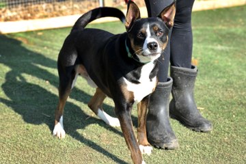 Arundawn Dog Rescue is looking for a new home for Remi