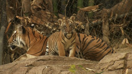 These Tiger Cub Brothers Are So Different!