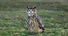 Après s'être échappé du zoo de Central Park, un hibou grand-duc profite à 100% de sa nouvelle liberté