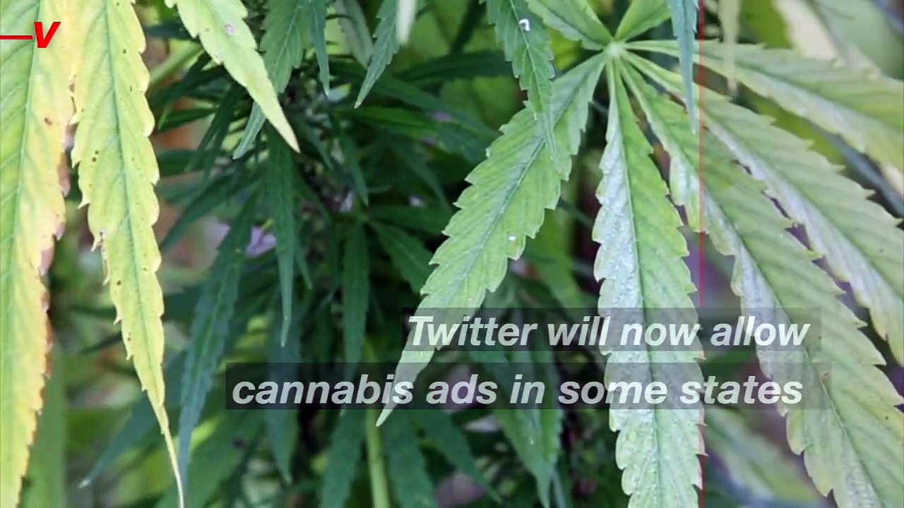 Twitter Will Allow Cannabis Ads