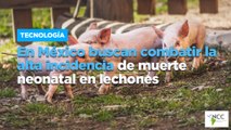 En México buscan combatir la alta incidencia de muerte neonatal en lechones