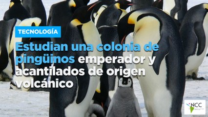 Estudian una colonia de pingüinos emperador y acantilados de origen volcánico