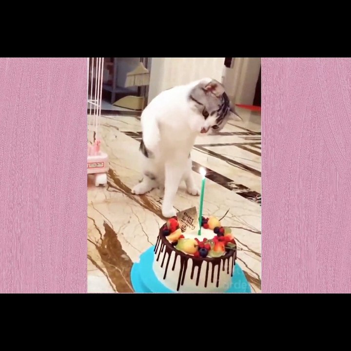 Animals- Funny And Cute pet's
