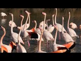 Adopte un flamant : un site de rencontres pour protéger les flamants roses