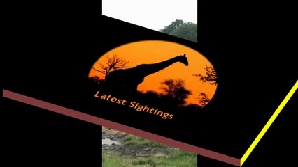 Lion Pride Kill Giraffe in Riverbed - Latest Wildlife Sightings