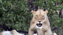 Lion SNEEZES Its Opportunity To Kill