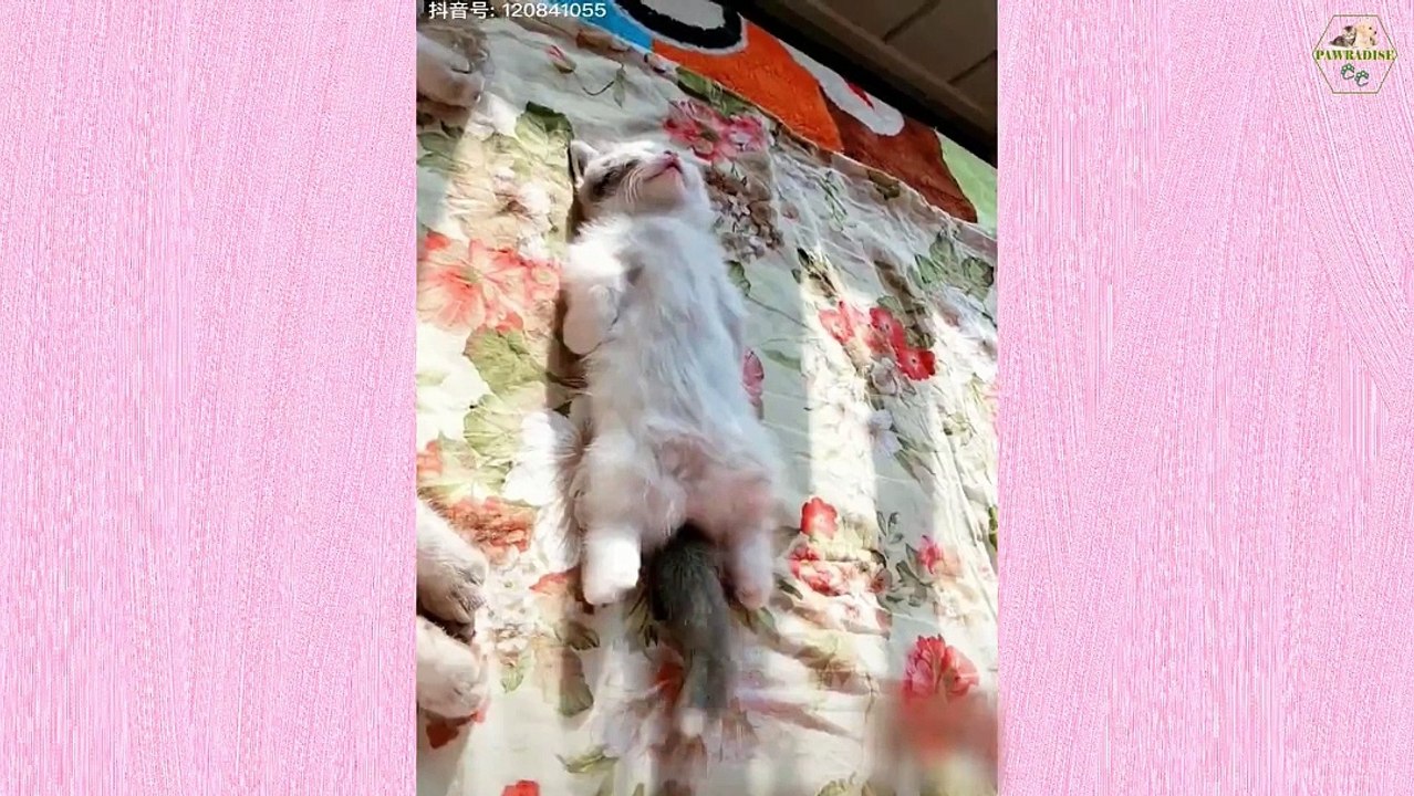Animals-Funny Cat