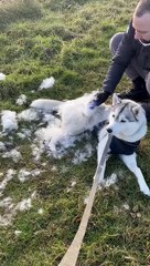 Husky Hair Flies Everywhere