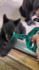 Mama Bear and Cub Enjoy a Good Scratch