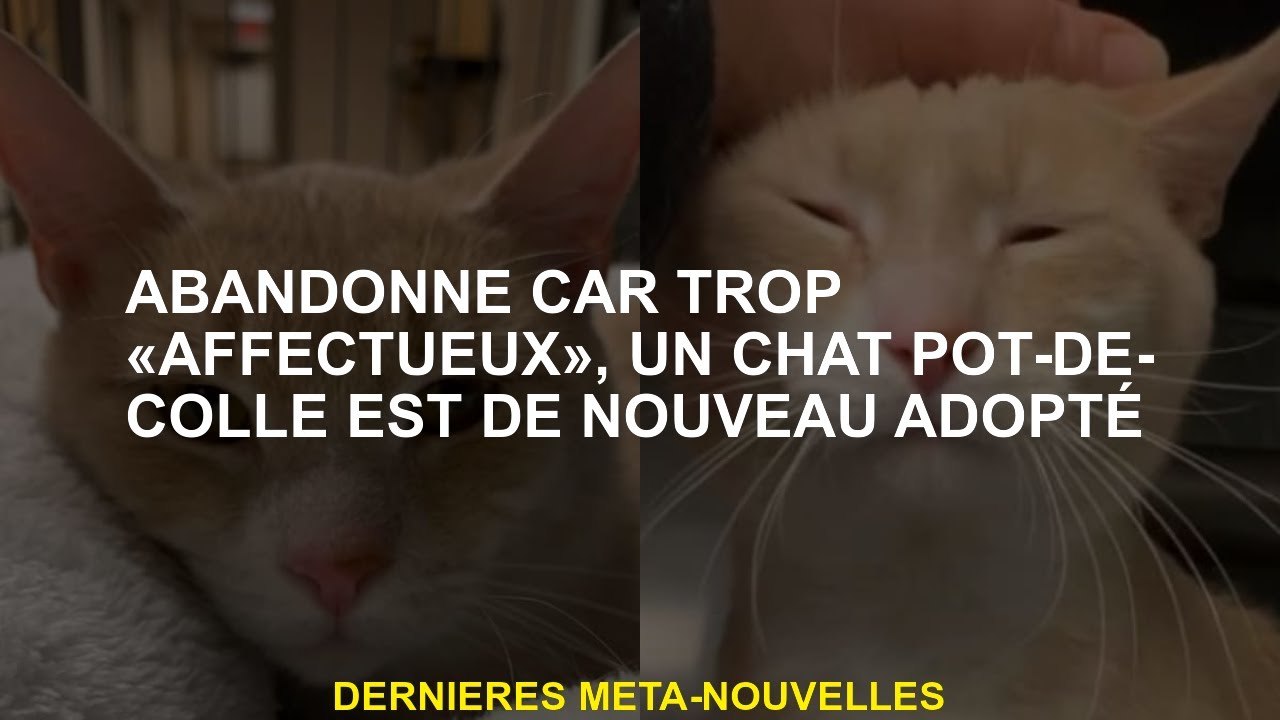 Abandonné parce que trop "affectueux", un clic de chat est à nouveau adopté