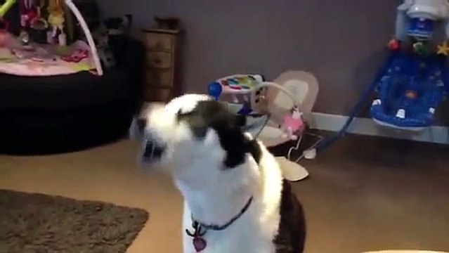 Siberian Husky Hilarious singing dogs, huskies howling, dog sings to harmonica