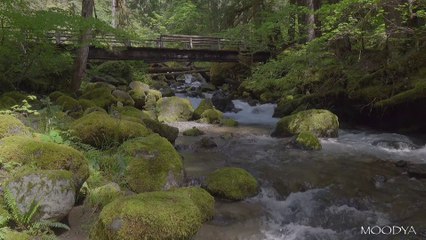 4K HDR Video - Daily Nature - Enchanting Forest Creek Ambience - Hiker's Rest Stop