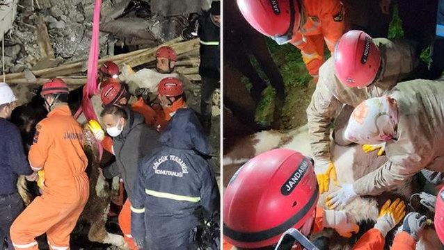 Her gün enkaz altına girip besledi! Birgül teyze, 11 gün sonra Bircan adlı ineğine kavuştu