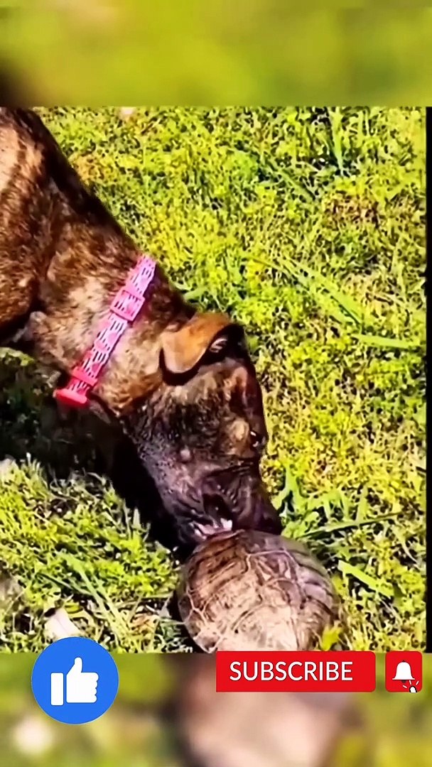 Funny pets compilations