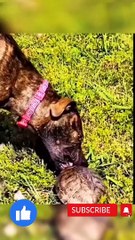 Funny pets compilations 