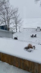 Beaver Trying to Navigating Slick Roof Falls