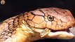 7 Brutal Moments Anaconda Python Kills And Swallows Crocodile   Animals Fight