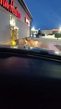 Deer Walks Up to Tim Hortons Drive-Thru Window