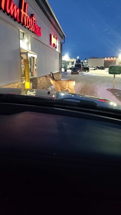 Deer Walks Up to Tim Hortons Drive-Thru Window