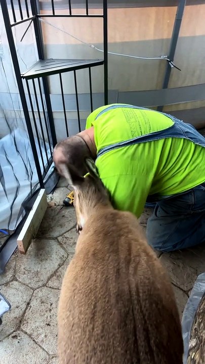 Deer Won't Let Husband Work