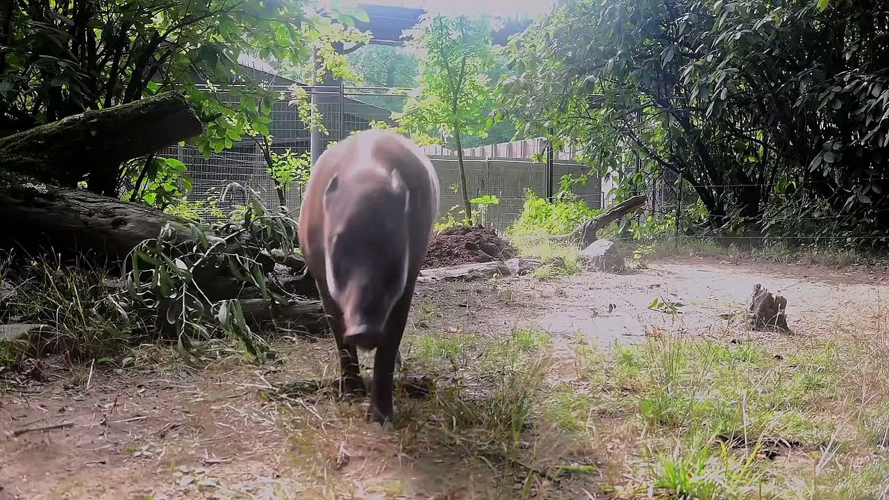 The Zoo - Se5 - Ep06 - Mystery Piglet HD Watch