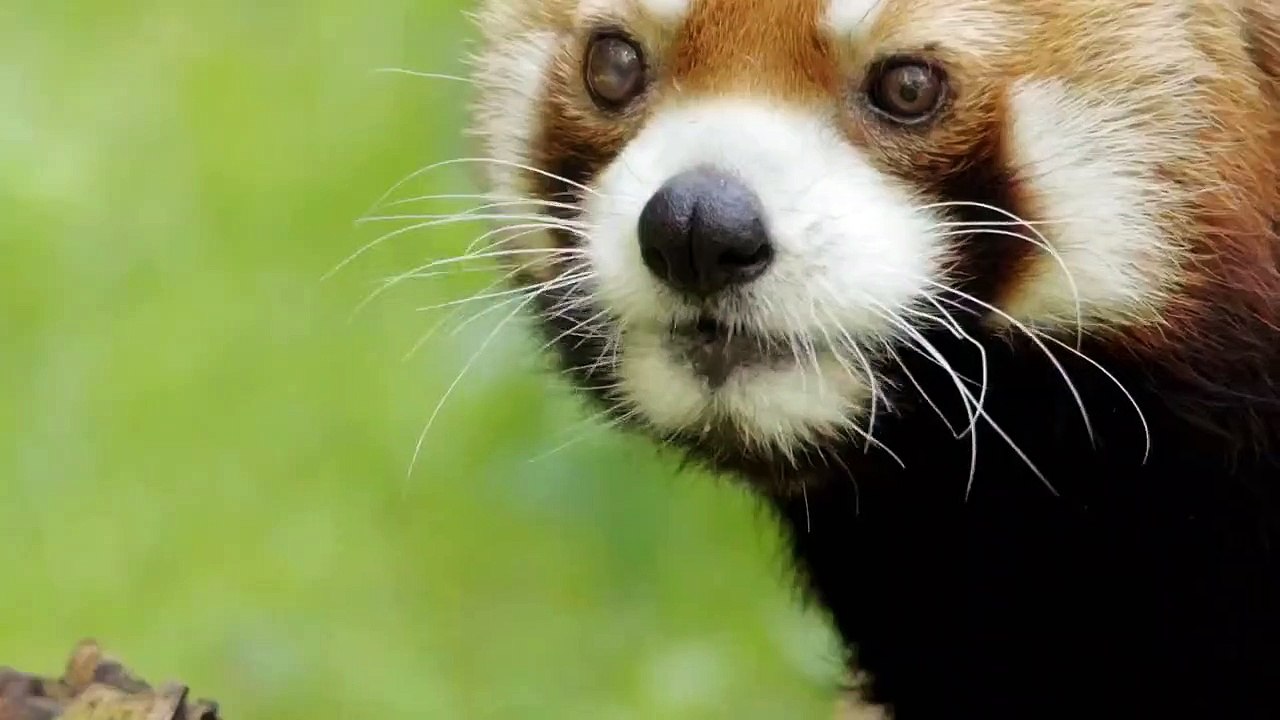 The Zoo - Se5 - Ep12 - Handsome Hog HD Watch