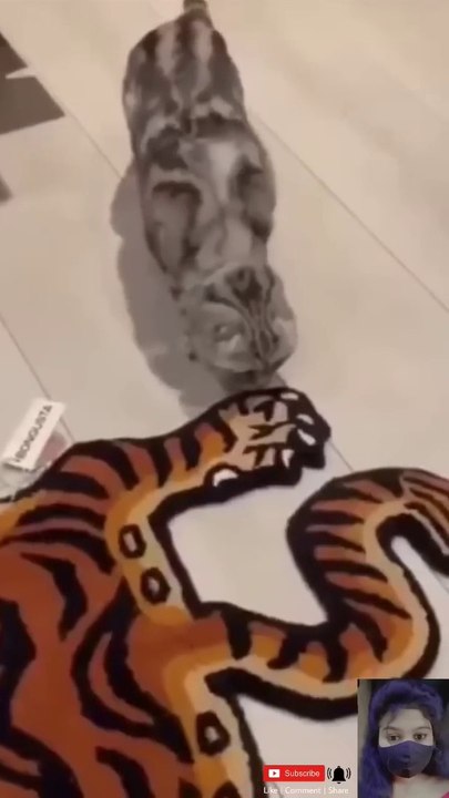 Funny cats✨ Funny animals videos  funny video compilation ✨ cute cat #animals #shorts