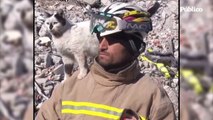 El gato Enkaz, rescatado entre los escombros del terremoto en Turquía, no se despega del bombero que lo salvó