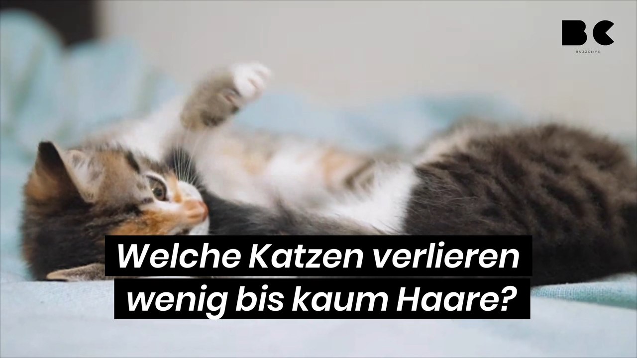 Welche katzen verlieren wenig bis kaum haare?