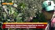 Yerba Mate: productores piden que el kilo de hoja verde cierre a $120 en misiones