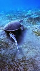 Turtle Are you playing hide and seek with me