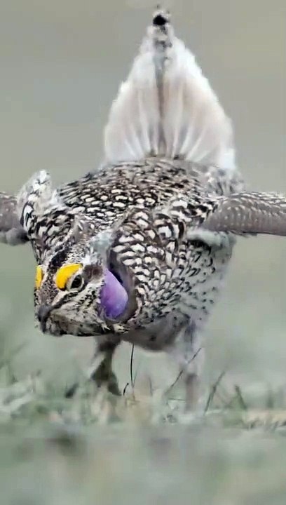 The African hot foot dance is modeled after the courtship of this sharp-tailed grouse.  With their unique dancing moves and yellow eyebrows, they are very interesting animals.