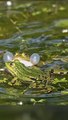 Why do frogs like to blow bubbles_  Like these two little jumping frogs in a happy pond.