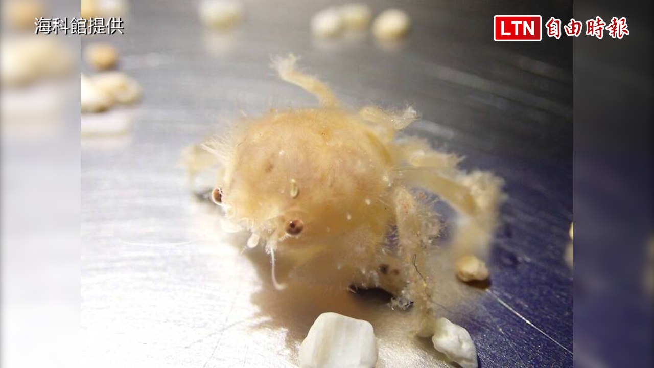 海中舉重選手「綿蟹」寶寶誕生！海洋科技博物館繁殖成功 (海科館提供)
