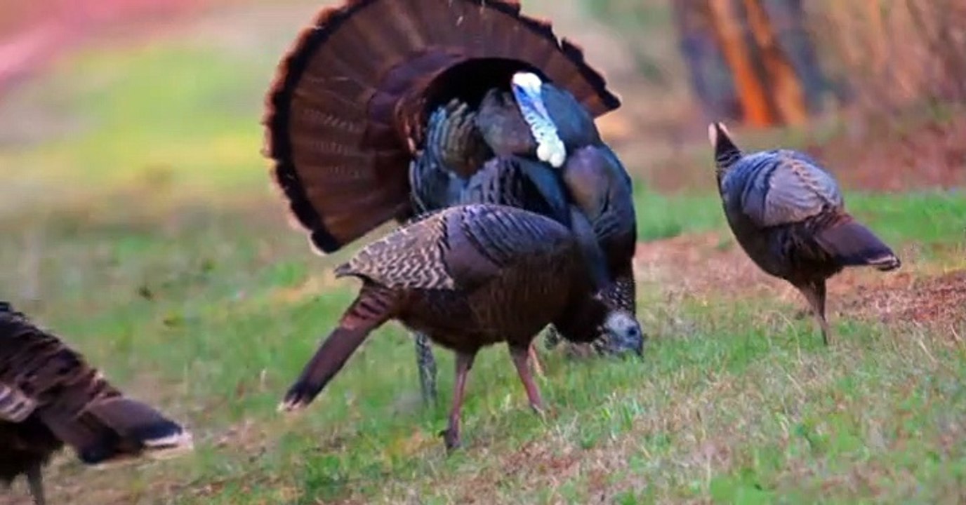 Wild Kratts Wild Kratts S01 E038 – Birds of A Feather - video Dailymotion