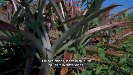 Souveraineté alimentaire : La stratégie de la Chambre d'Agriculture