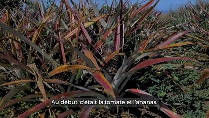 Fruits et légumes : Se diversifier pour survivre
