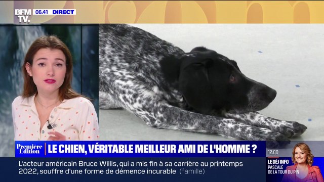 Le choix de Marie - Une étude montre que les chiens seraient capables de distinguer les comportements humains