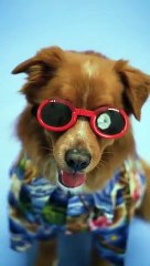 very nice dog # video #virlshortsvideo #viralvideo #trending #cat #shorts