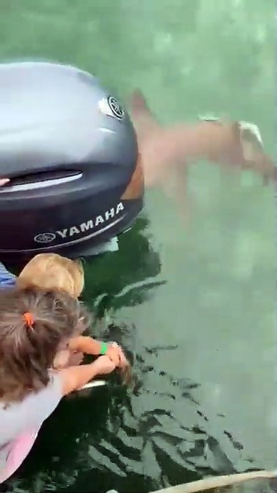 Donner à manger aux requins et plouf... Fail