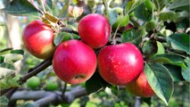 Les pommes polonaises de Carrefour ne sont pas (du tout) du goût des producteurs français