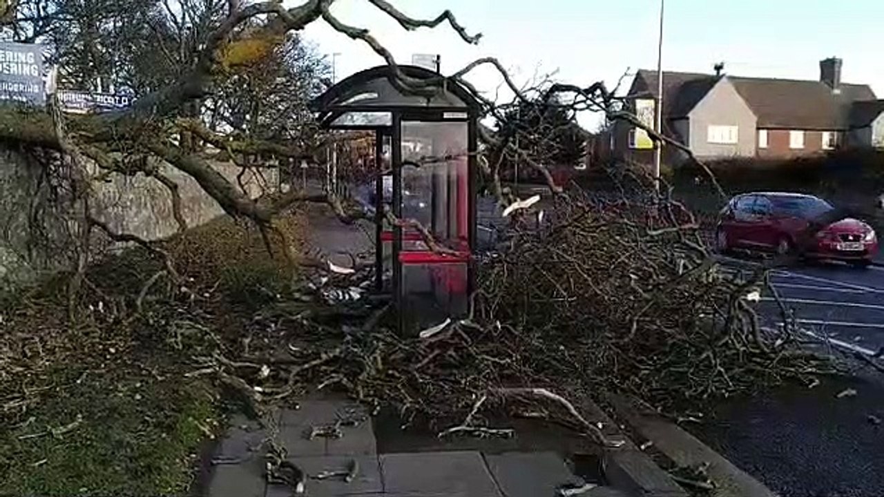 Tree demolishes bus stop in Whitburn as Storm Otto hits Sunderland and South Tyneside