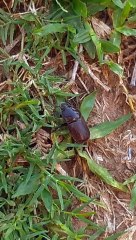 La hembra del escarabajo Rinoceronte se entierra para poner sus huevos y morir