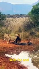 Tiger video#shorts #virlshortsvideo #viralshorts