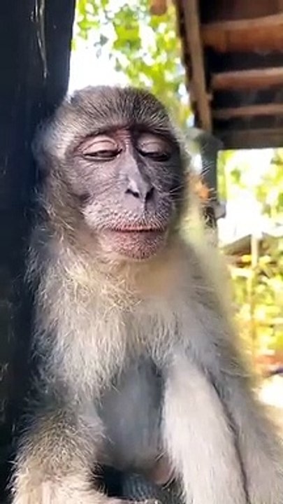 monkey funny video #shorts #virlshortsvideo #thecuteanimal