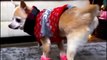 Stylish Chihuahua wears shoes for first time and shows off his HILARIOUS walk