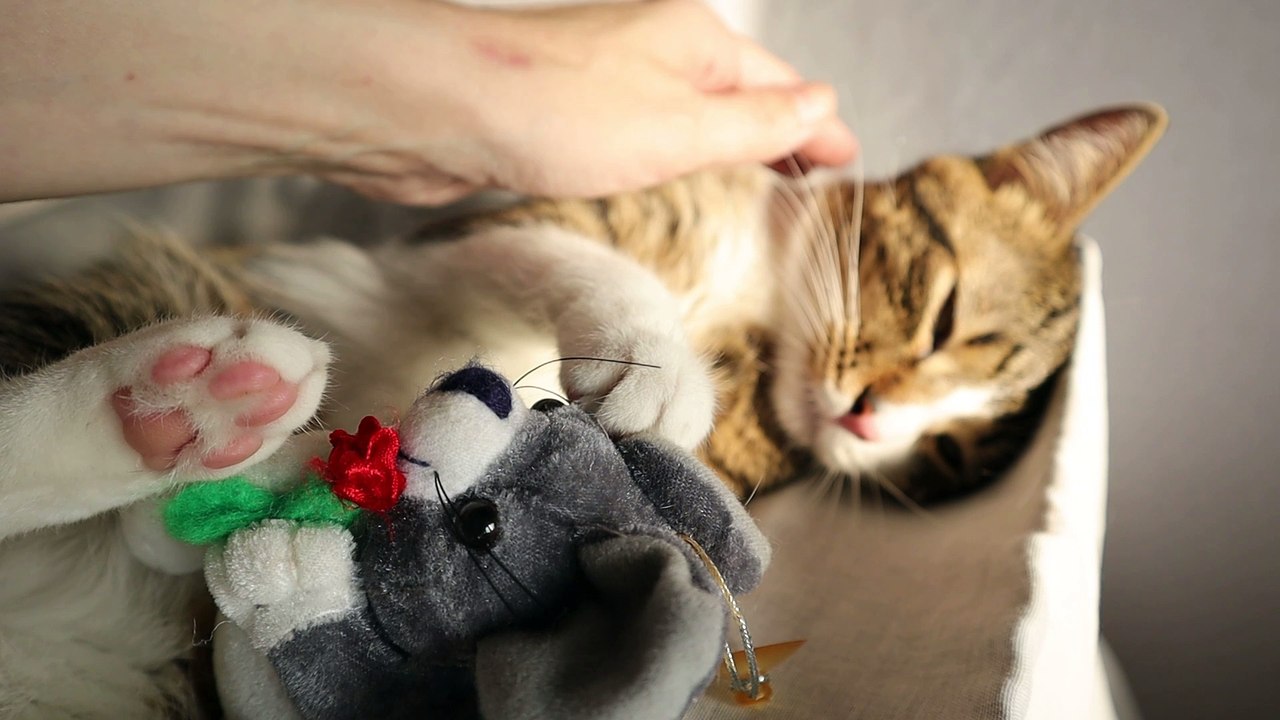 Sweet Kitten Can't Sleep Alone