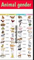 gender of animals | Masculine and feminine gender animals | Animals gender | baby animals#shorts
