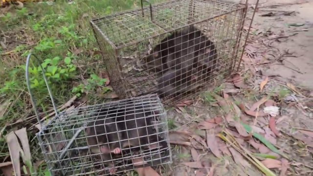 Chasse à la souris - Mouse hunter #5